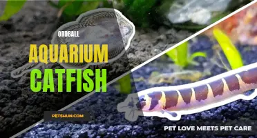 Unusual and Quirky Aquarium Catfish: Discover the Oddballs of the Fish World