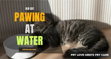When Your Old Cat Starts Pawing at Water: What Does It Mean?