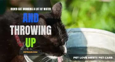 Dealing with an Older Cat: Causes and Solutions for Increased Water Consumption and Vomiting