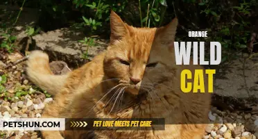 The Fascinating World of the Orange Wild Cat: A Closer Look at These Beautiful Felines