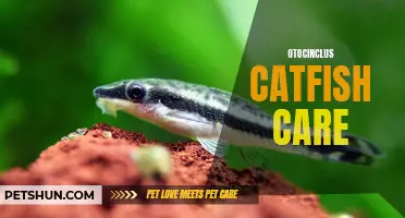 The Essential Guide to Otocinclus Catfish Care: A Aquarium Owner's Manual