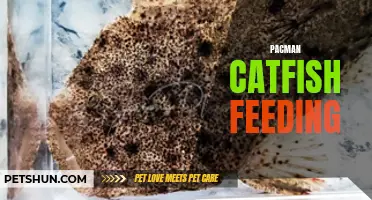 The Thrilling Chase: Pacman and Catfish in an Epic Feeding Frenzy