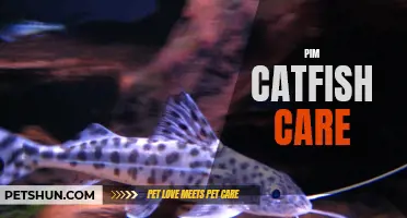 The Ultimate Guide to Pim Catfish Care: How to Keep Your Pim Catfish Happy and Healthy