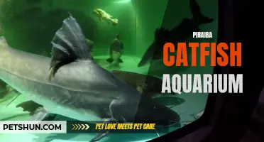 The Ultimate Guide to Creating a Piraiba Catfish Aquarium