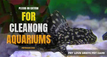 The Best Fish for Cleaning Aquariums: Plecos or Catfish