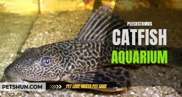 The Ultimate Guide to Keeping Plecostomus Catfish in Your Aquarium