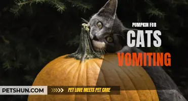 How Pumpkin Can Help Control Vomiting in Cats