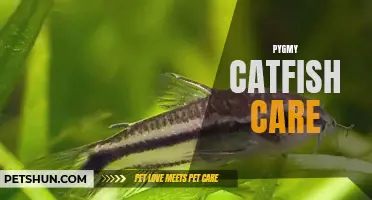A Complete Guide to Pygmy Catfish Care: Tips and Tricks for Keeping these Small, Unique Fish