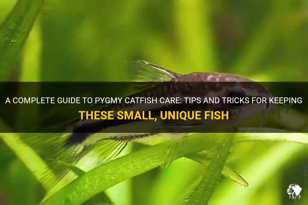 pygmy catfish care