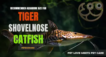 Choosing the Ideal Aquarium Size for Your Tiger Shovelnose Catfish