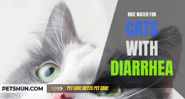 The Benefits of Rice Water for Cats with Diarrhea