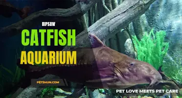 The Mesmerizing World of Ripsaw Catfish Aquariums