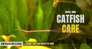 Mastering the Art of Royal Twig Catfish Care: A Guide for Fish Enthusiasts