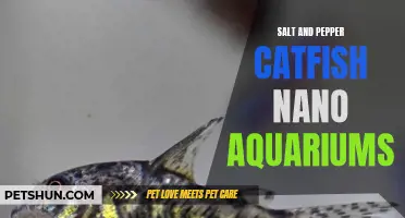 Exploring the Magic of Salt and Pepper Catfish Nano Aquariums: A Delicate Balance