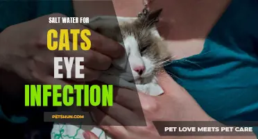 Exploring the Benefits of Using Salt Water for Cats Eye Infections