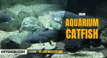 The Fascinating World of Shedd Aquarium Catfish: Exploring the Hidden Wonders of the Underwater Realm