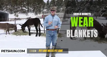 Considerations for Deciding Whether Donkeys Should Wear Blankets
