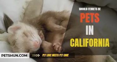 Ferrets as Pets in California: Debunking the Myths and Evaluating the Reality