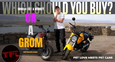 Choosing Between a Monkey and a Grom: Making the Right Pet Ownership Decision