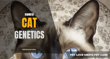 Understanding Siamese Cat Genetics: Unraveling the Mysteries behind their Unique Coat Patterns