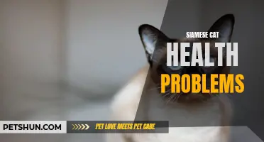 Common Health Problems in Siamese Cats: What You Need to Know