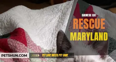 Rescuing Siamese Cats in Maryland: Finding Forever Homes for Feline Friends