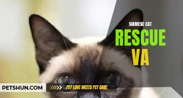 The Essential Guide to Siamese Cat Rescue in Virginia