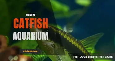 Exploring the Wonderful World of Siamese Catfish in Your Aquarium