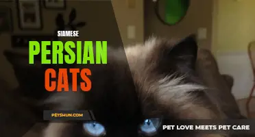 Understanding the Siamese Persian Cat: A Guide to the Beautiful Hybrid Breed