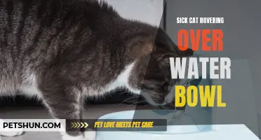 An Ailing Feline Obsessed with its Water Bowl: The Curious Case of a Sick Cat