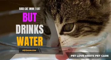 When Your Sick Cat Refuses to Eat but Keeps Drinking Water: What You Need to Know