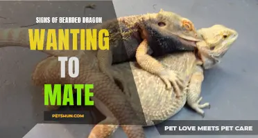 Signs of Bearded Dragon's Mating Behavior