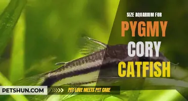 Choosing the Right Size Aquarium for Pygmy Cory Catfish