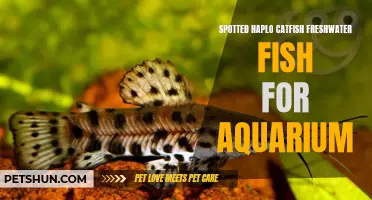 The Spotted Haplo Catfish: A Beautiful Addition to Your Freshwater Aquarium