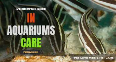 Care Guide for Spotted Raphael Catfish in Aquariums