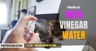 The Benefits of Spraying Your Cat with Vinegar Water: A Natural Solution for Common Issues