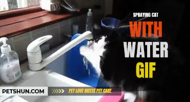 Why a GIF of a Cat Being Sprayed with Water Is Going Viral