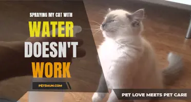 Why Spraying My Cat with Water Doesn't Work: Understanding the Ineffectiveness of this Common Training Method