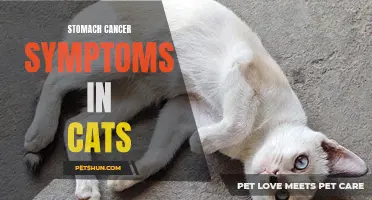 Signs and Symptoms of Stomach Cancer in Cats to Watch Out For
