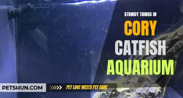 Exploring the Benefits of Stringy Things in Cory Catfish Aquariums