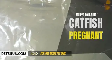 The Fascinating Journey of Pregnant Striped Aquarium Catfish