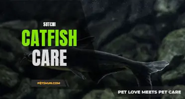 The Ultimate Guide to Sutchi Catfish Care: Tips and Advice