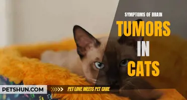 Understanding the Symptoms of Brain Tumors in Cats: What You Need to Know
