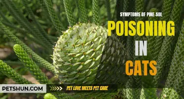 Recognizing the Symptoms of Pine-Sol Poisoning in Cats