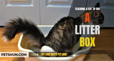 How to Successfully Teach Your Cat to Use a Litter Box