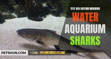 An Introduction to Tete Sea Catfish: A Unique Addition to Brackish Water Aquariums Alongside Sharks