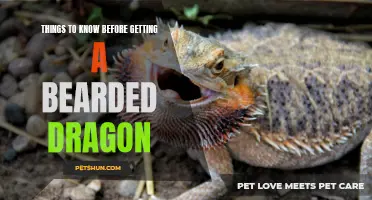 Essential Tips for Potential Bearded Dragon Owners