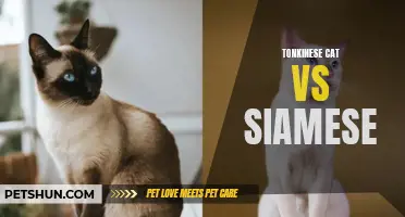 A Comparison Between Tonkinese Cats and Siamese Cats