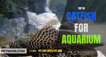 The Ultimate Guide to the Top 10 Catfish for Your Aquarium