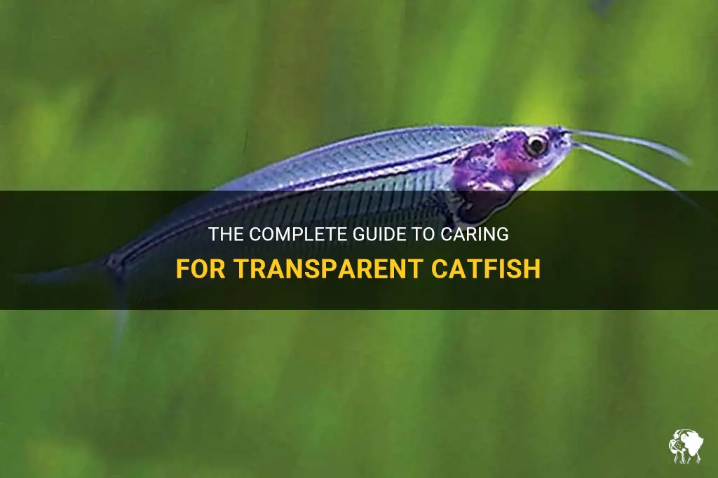 transparent catfish care